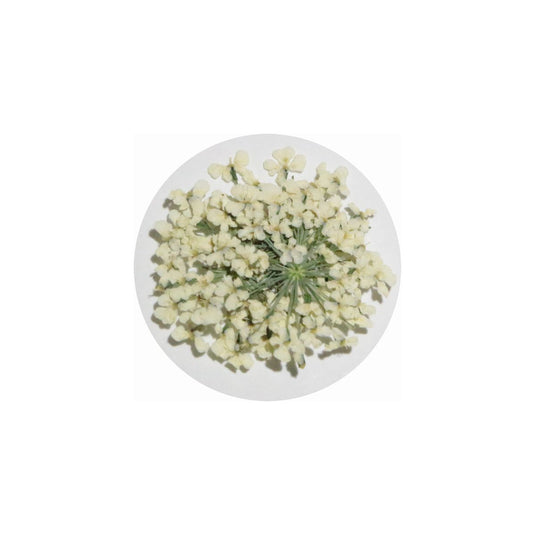 MATIERE Dreid Flower Ivory 0.2g