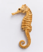 Clou Sea Horse 8x3mm Gold (10pcs)